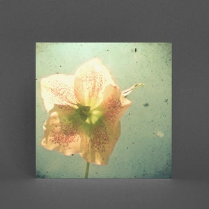 Hellebore Karte, Blumen Grußkarte - Stern