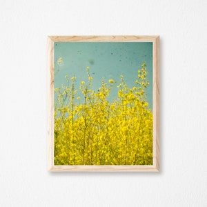 Yellow Flower Print, Spring Flower Photography - Summer image 4