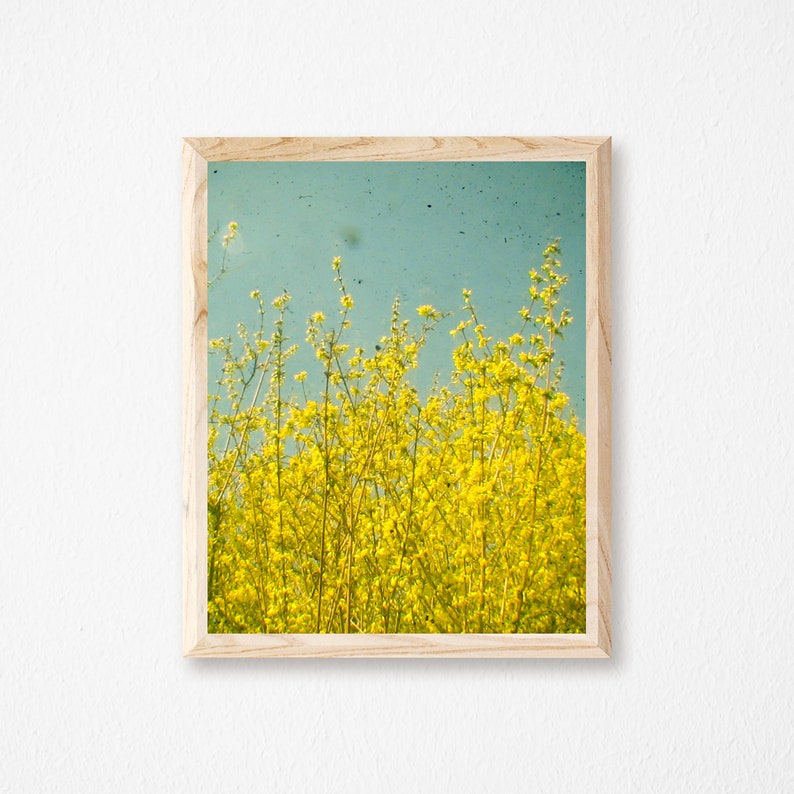 Yellow Flower Print, Spring Flower Photography - Summer image 4