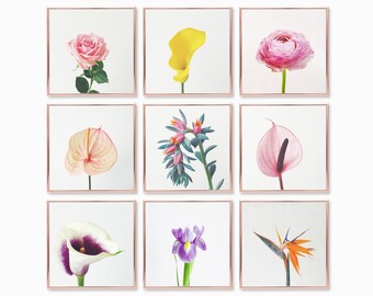 Floral Wall Art Prints: Minimal Flower Photography, Set of 9