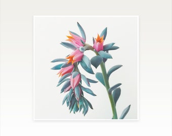 Succulent Photograph, Floral Wall Art, Clearance Sale, Bathroom Wall Decor - Succulent Cluster