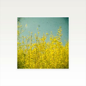 Yellow Flower Print, Spring Flower Photography - Summer image 3