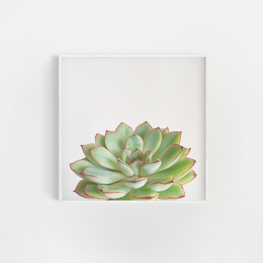 Succulent Print, Botanical Art, Bathroom Wall Art - Green Succulent - Etsy