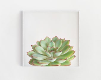 Green Succulent Print: Botanical Wall Art