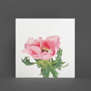 Anemone Blumenkarte, Blumenkarte - Rosa Anemone