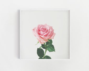 Stampa artistica con rosa rosa: decorazione da parete per camera da letto, floreale primaverile