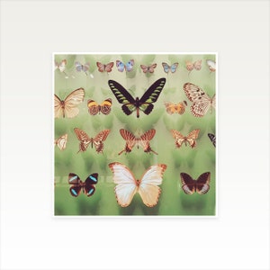 Butterfly Wall Art, Boho Decor, Regalo per lei Farfalle immagine 7