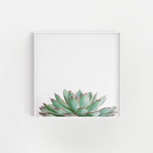 Succulent Art, Kitchen Decor, Botanical Print - Echeveria