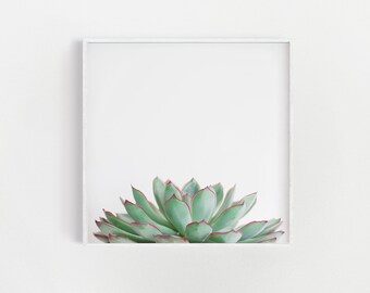 Succulent Art, Kitchen Decor, Botanical Print - Echeveria