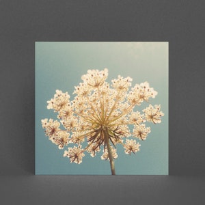 Bloemenwenskaart, bloemenkaart - Queen Anne's Lace