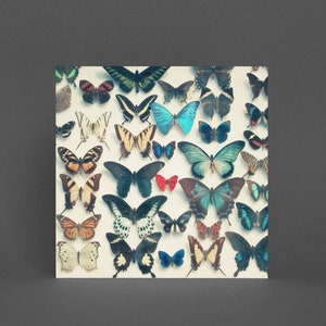 Schmetterling Grußkarte - Flügel