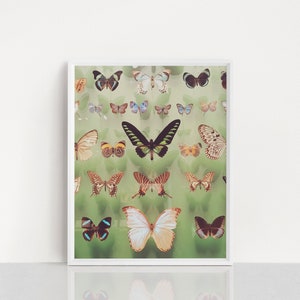 Butterfly Wall Art, Boho Decor, Regalo per lei Farfalle immagine 2