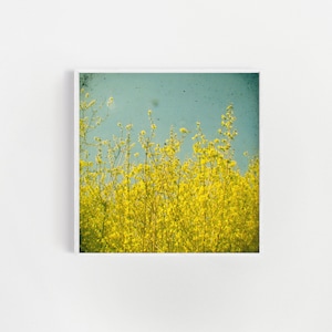 Yellow Flower Print, Spring Flower Photography - Summer image 1