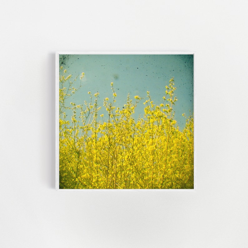 Yellow Flower Print, Spring Flower Photography - Summer image 1