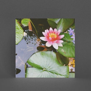 Waterleliewenskaart, roze bloemkaart - waterlelie