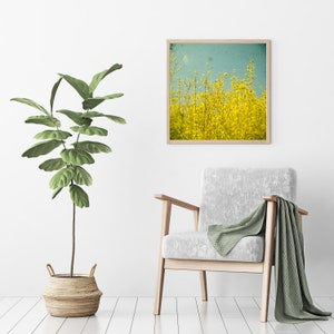 Yellow Flower Print, Spring Flower Photography - Summer image 2