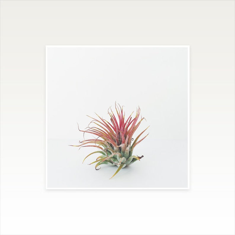 Minimalist Art, Air Plant Gift, Botanical Print, Plant Wall Art Air Plant image 2