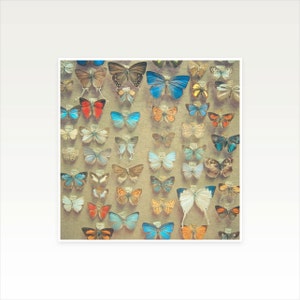 Butterfly Wall Art, Rustic Decor, Gift for Her - The Butterfly Collection