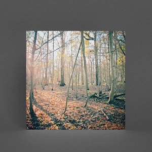 Boom wenskaart, Herfst Natuurkaart - Het Bos