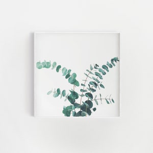 Eucalyptus Print, Botanical Photography, Plant Print, Bedroom Wall Art - Eucalyptus II