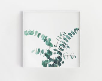 Eucalyptus Print, Botanical Photography, Plant Print, Bedroom Wall Art - Eucalyptus II