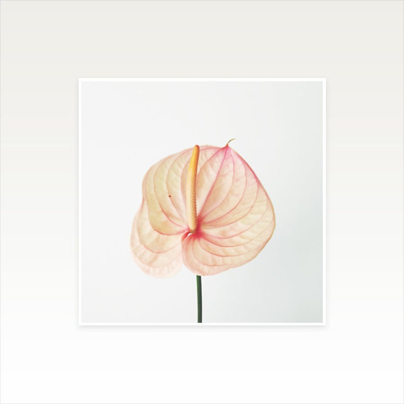 Lily Print Large Wall Art Pink Yellow Wall Art Minimal Etsy UK