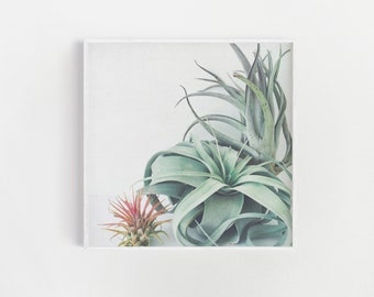 Plant Print, Kitchen Wall Decor, Plant Photography - Air Plant Collection