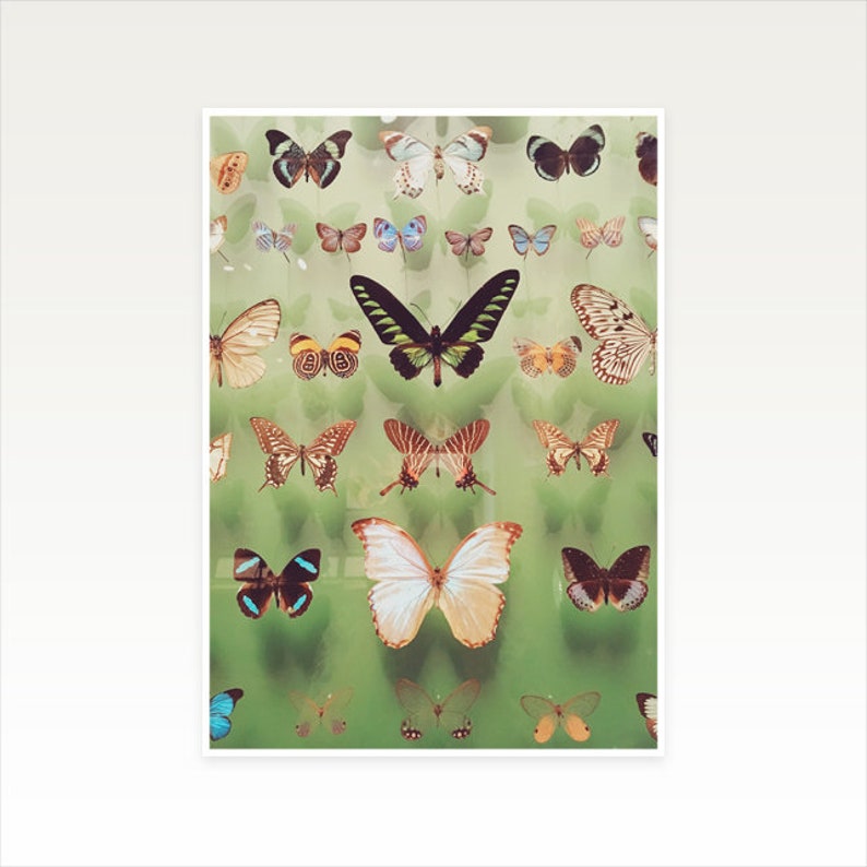 Butterfly Wall Art, Boho Decor, Regalo per lei Farfalle immagine 5