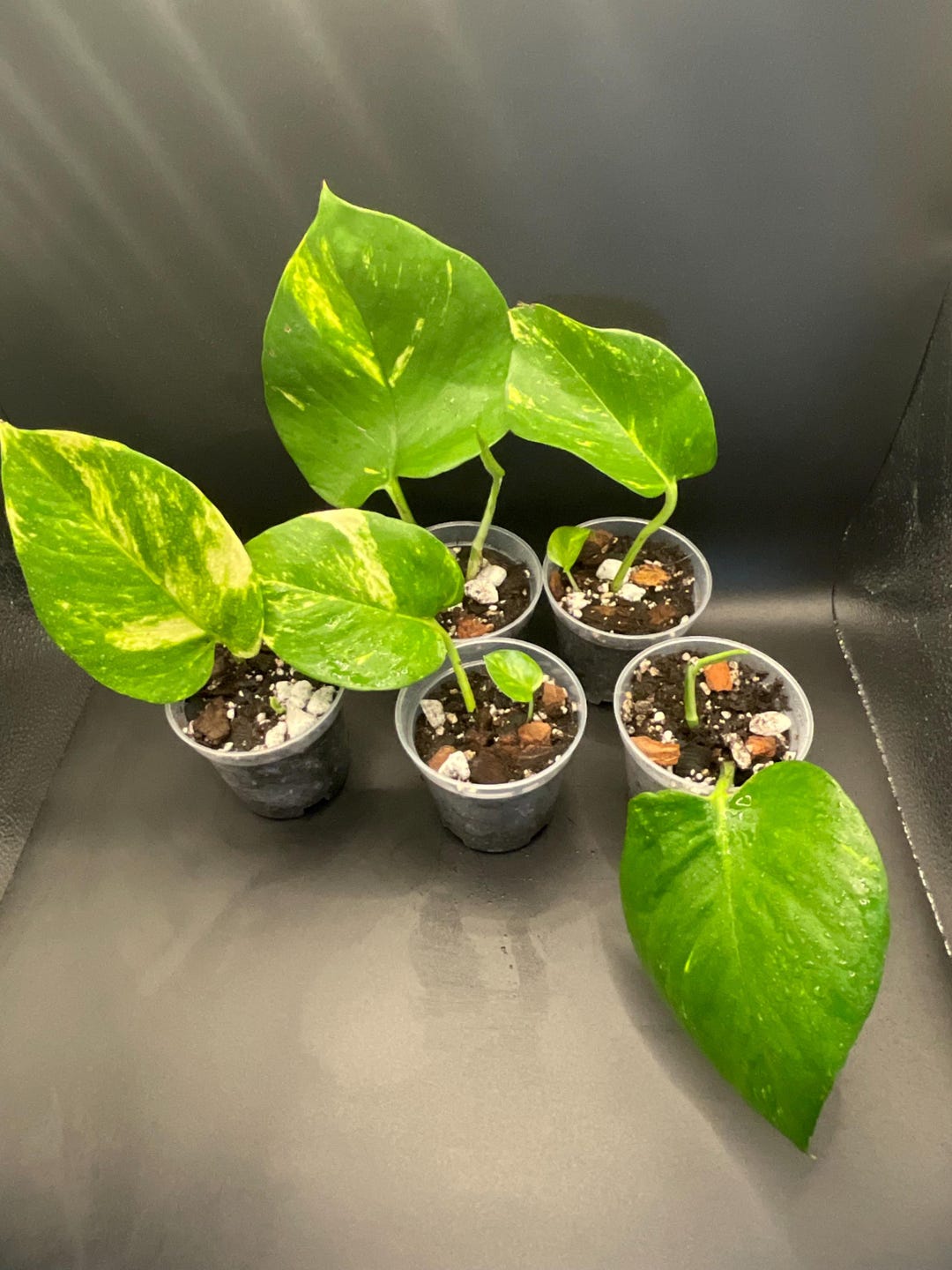 Hawaiian Pothos - 2 Inch Starter - Bundles - Etsy
