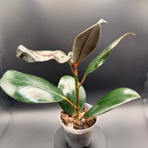 May include: A small potted rubber plant with large, glossy, dark green leaves. The new leaves are a lighter green with reddish edges. The plant is in a clear plastic pot, set against a dark gray background.