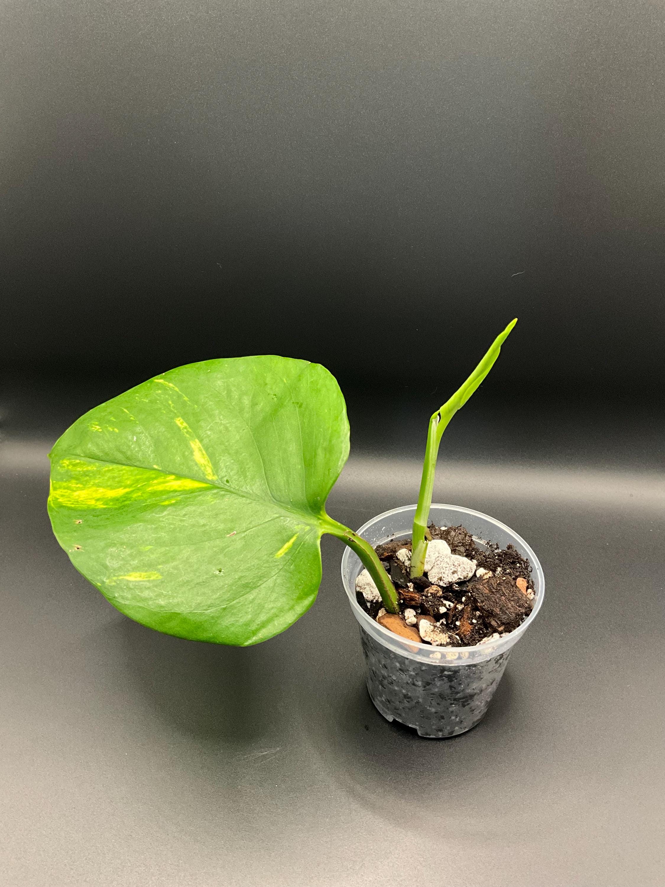 Hawaiian Pothos - 2 Inch Starter - Bundles - Etsy