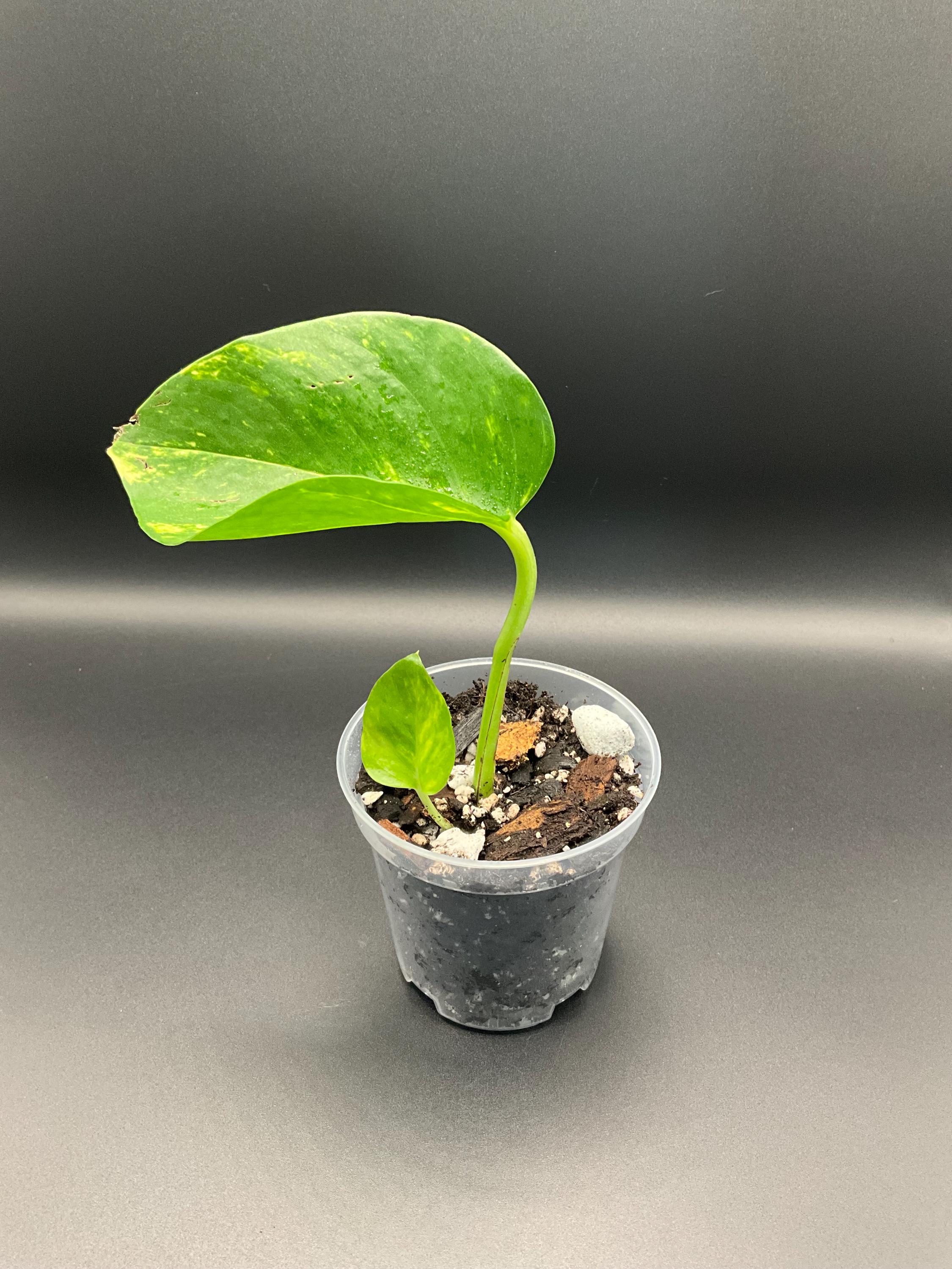 Hawaiian Pothos - 2 Inch Starter - Bundles - Etsy