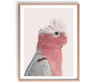 Cockatoo Print, Australia Wildlife Print, Pink Cockatoo Print, Australian Photogaphic Wall Art, Australian Poster Print, Cockatoo Bird Print