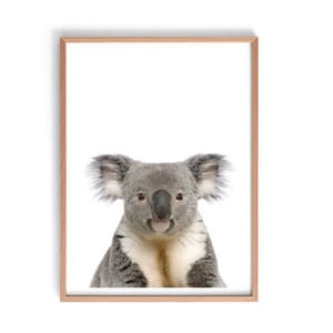 Koala Print, Australia Wildlife Print, Koala Wall Art Print, Australian Wildlife Photogaphic Wall Art, Australian Poster Print