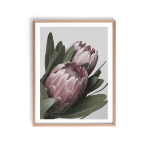 Protea Print, Native Australian Print, Australian Botanical Print, Protea Wall Art, Protea Photography Print