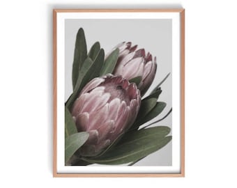 Protea Print, Native Australian Print, Australian Botanical Print, Protea Wall Art, Protea Photography Print