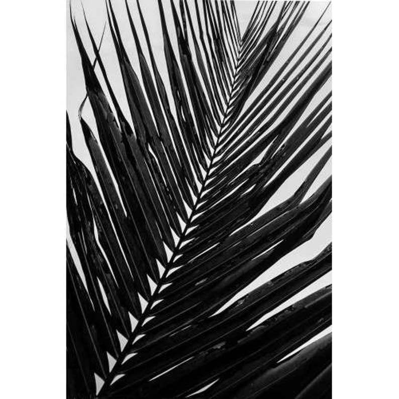 Palm Leaf Print, Black and White Palm Print, Monochrome Palm Wall Art ...