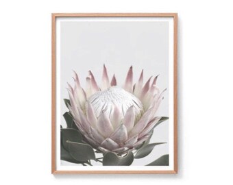 Protea I Print, Protea Print, Native Australian Print, Australian Botanical Print, Protea Wall Art, King Protea Photography Print
