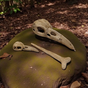 Peut inclure: Trois os d'oiseaux blanc cassé reposent sur un rocher vert-brun moussue. Les os comprennent un grand crâne avec un long bec, un petit fragment de crâne et un long os. L'arrière-plan est une scène de forêt floue avec des feuilles brunes.