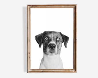 Custom Black and White Pet Portraits From Photo Personalized Digital Pet Portraits Custom Dog Portraits Cat Portraits