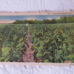 Cartão postal vintage do campo de tabaco do sul, década de 1930, cartão postal de linho, colecionáveis de tabaco antigo, cartões postais de linho vintage, tabaco vintage