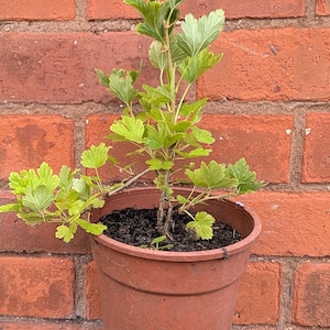 Red Gooseberry plant In Pots