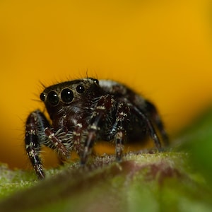 Adorable Fuzzy Jumping Spider 24X36 Canvas Print - Macro Photography - Unique Nature Artwork for Home Decor
