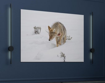Winter Coyote Photography Print - Snowy Wildlife Wall Art - Wild Coyote in Snow  - Nature Photography - Professional Animal Photo