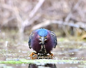 Green Heron stare down