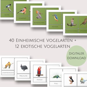 Vögel Lernkarten I Vögel Bilderkarten I Montessori I PDF I Vogelarten lernen I zum ausdrucken I Kindergarten & Schule