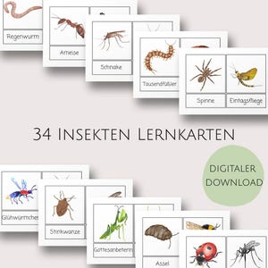 Bildkarten Insekten I Lernkarten I Montessori I Natur Lernkarten I Kindergarten I Mikrokosmos I Gartentiere I PDF I zum ausdrucken