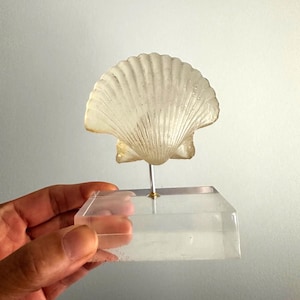 May include: A translucent, fan-shaped seashell sculpture mounted on a clear acrylic base. The shell is a light, creamy color with detailed ridges. The sculpture is held by a thin metal rod.