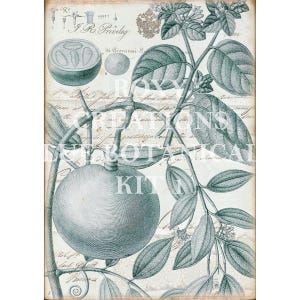 May include: Vintage botanical print featuring a detailed illustration of a plant with large leaves and a round fruit. The print is in shades of teal and gray, with handwritten script and the text "ROXY CREATIONS BOTANICAL KIT".
