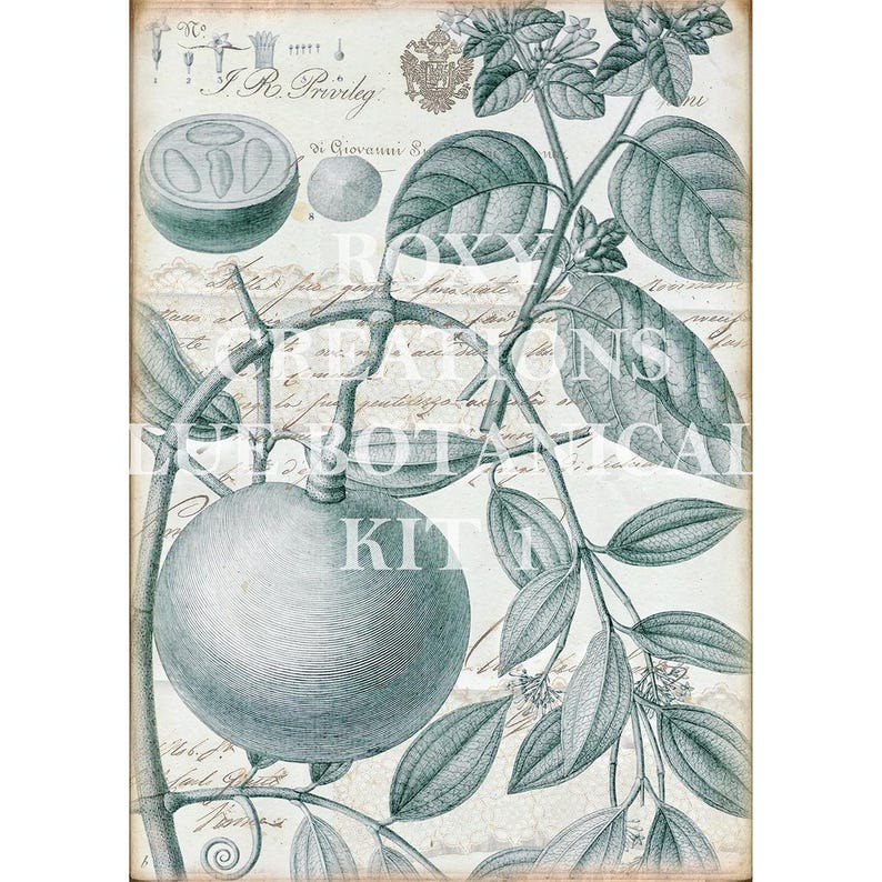 May include: Vintage botanical print featuring a detailed illustration of a plant with large leaves and a round fruit. The print is in shades of teal and gray, with handwritten script and the text "ROXY CREATIONS BOTANICAL KIT".